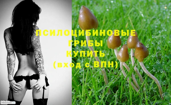 шишки Михайловск